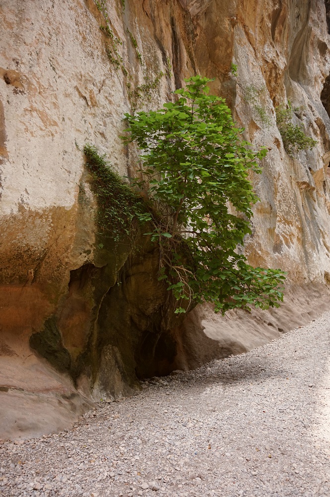 Karstic emergence of Es Degotís