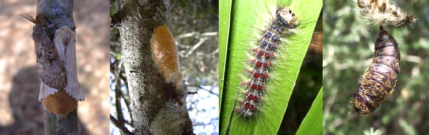 Eruga peluda de l'alzina - Cicle complet: papallones adultes / plastró / eruga / pupa.