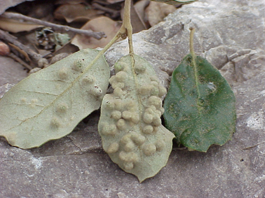 Altres plagues forestals - Símptomes típics: agalles en forma de bolletes o bultets al revers de les fulles.