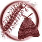 Icona de l'eruga peluda de l'azina (Lymantria dispar)