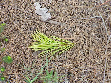 Perforadors del pi - Branquetes verdes caigudes a causa de l'atac dels perforadors del pi.
