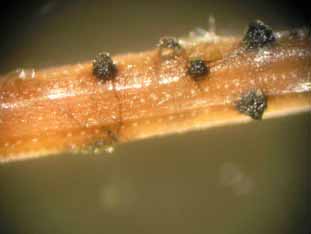 Malalties forestals - Sphaeropsis sapinea
