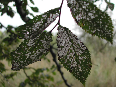Altres plagues forestals - Fulles de l'om amb típiques mossegades per larves de (Xanthogaleruca luteola).