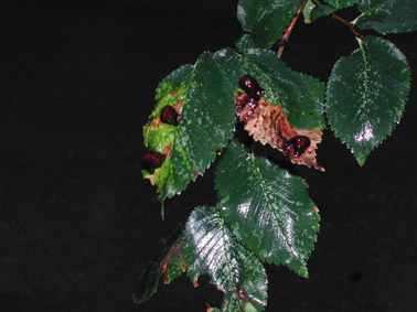 Altres plagues forestals - Om afectat per (Aceria ulmicola) què provoca agalles a les fulles.