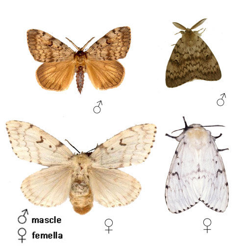 Eruga peluda de l'alzina - Identificació dels adults de l'espècie: adalt el mascle, abaix la femella.