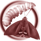 Icono de la oruga perforadora del palmito (Paysandisia archon).