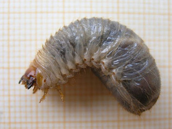 Becut vermell de les palmeres - Larva del Gusano Blanco o Gusano de Estercolero.