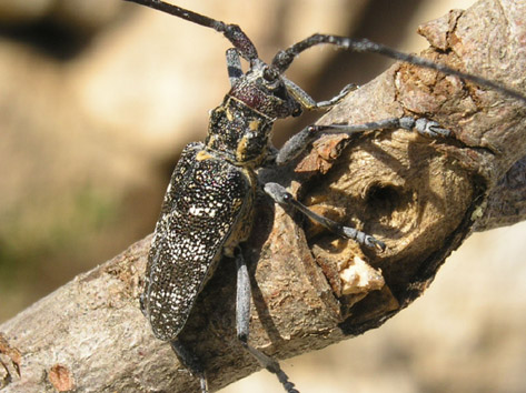 Otras plagas forestales - Adulto de (Monochamus galloprovincialis).