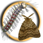 Icono de la oruga peluda de la encina (Lymantria dispar)