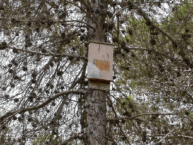 La procesionaria del pino - Caja para el resguardo y descanso de murciélagos.