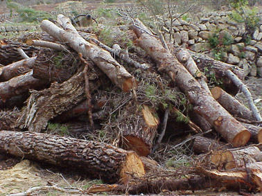 Perforadores del pino - Los troncos caídos o talados son un atractivo para los perforadores del pino.
