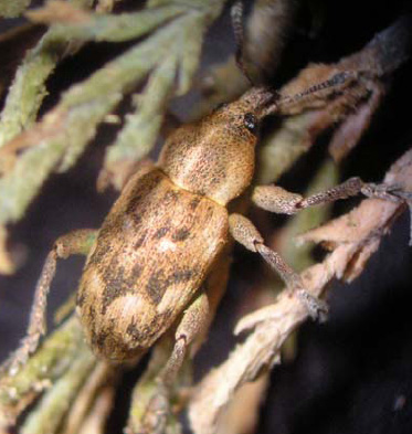 Otras plagas forestales - Ejemplar de Coniatus repandus sobre una rama de tamarisco.