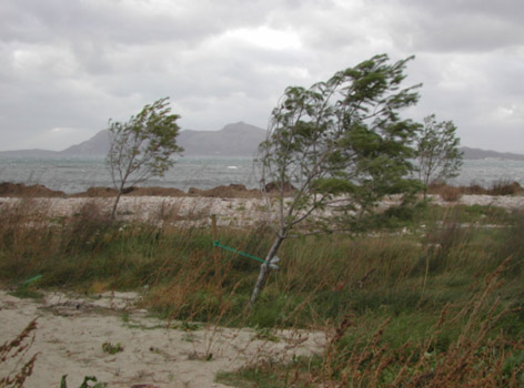  Daños abióticos - Repoblación de pinos afectada por el viento.
