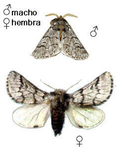 Procesionaria del pino - Identificación del macho y la hembra adultos de la especie.