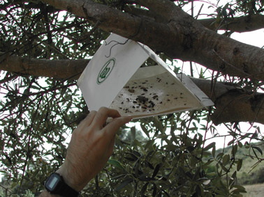Otras plagas forestales - Trampa tipo delta para la captura de insectos voladores.
